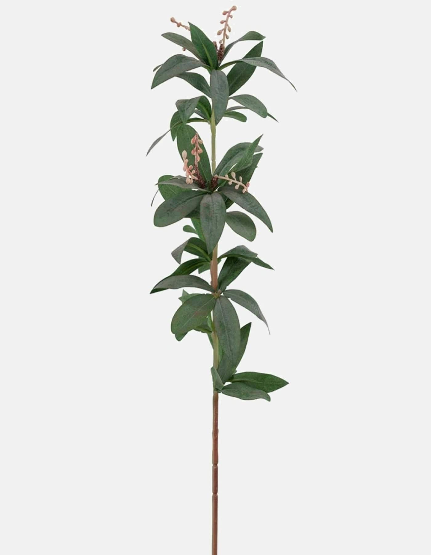399321 Mr Plant - Pieris - 65cm
